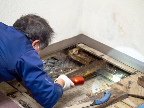 Best Best Mold Removal Companies  in Gridley, IL