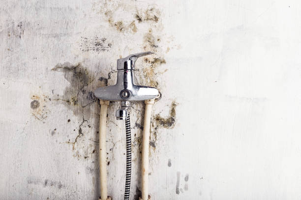 Best Local Mold Removal Service  in Gridley, IL