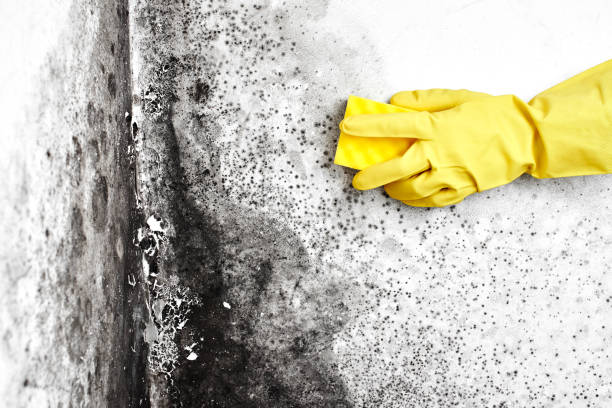 Best Residential Mold Removal  in Gridley, IL
