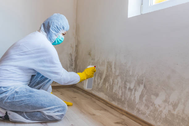 Professional Mold Removal in Gridley, IL