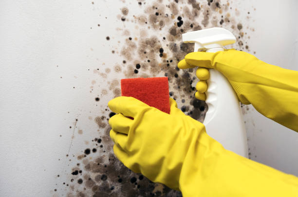 Best Attic Mold Removal  in Gridley, IL