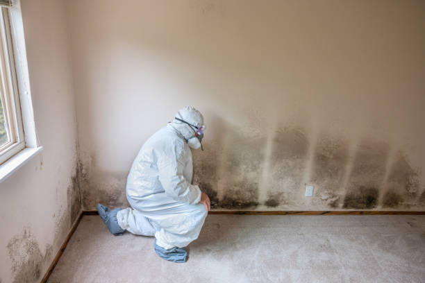 Best Mold Testing  in Gridley, IL