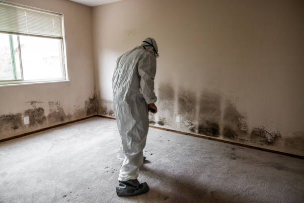 Best Affordable Mold Removal  in Gridley, IL