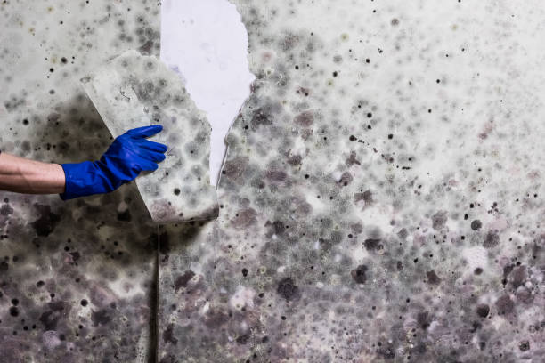 Best Professional Mold Removal  in Gridley, IL