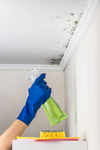 Best Mold Remediation  in Gridley, IL
